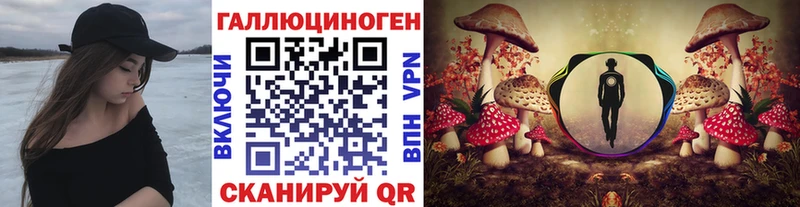 как найти Елабуга дарк нет как зайти Псилоцибиновые грибы Psilocybe